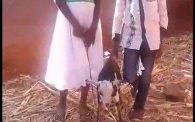 Goat blessings